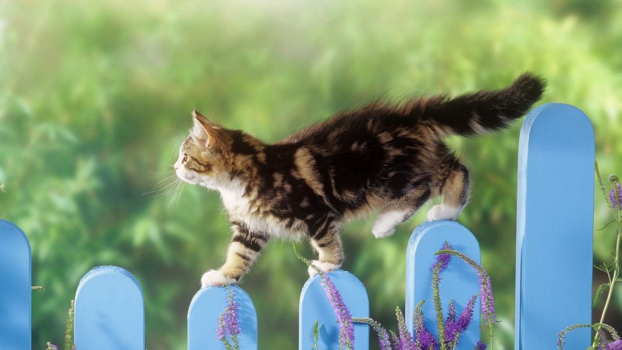 Коты на заборе