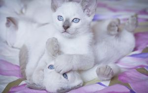 Превью обои котята, голубоглазый, пара, игривый