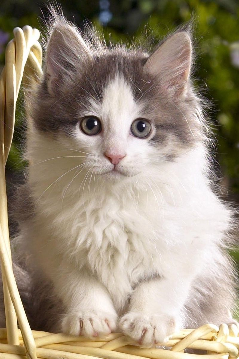 Всякие кошечки. Пушистые котята. Красивые кошки. Красивые котята. Красивый кот.