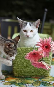 Превью обои котята, коты, корзина, цветы