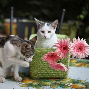 Превью обои котята, коты, корзина, цветы