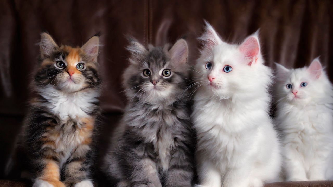 Обои котята, коты, пушистые, разноцветные, милые