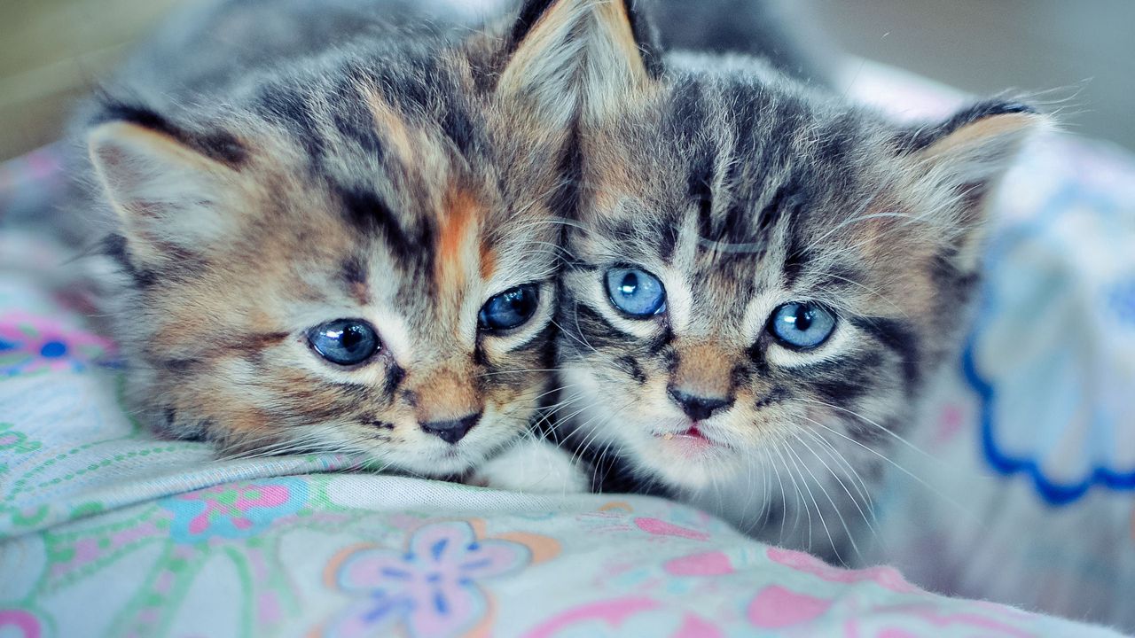 Обои котята, пара, голубоглазые, милые