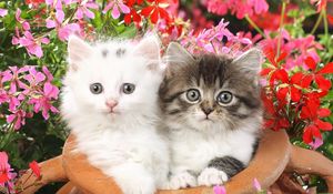 Превью обои котята, пара, горшок, цветы