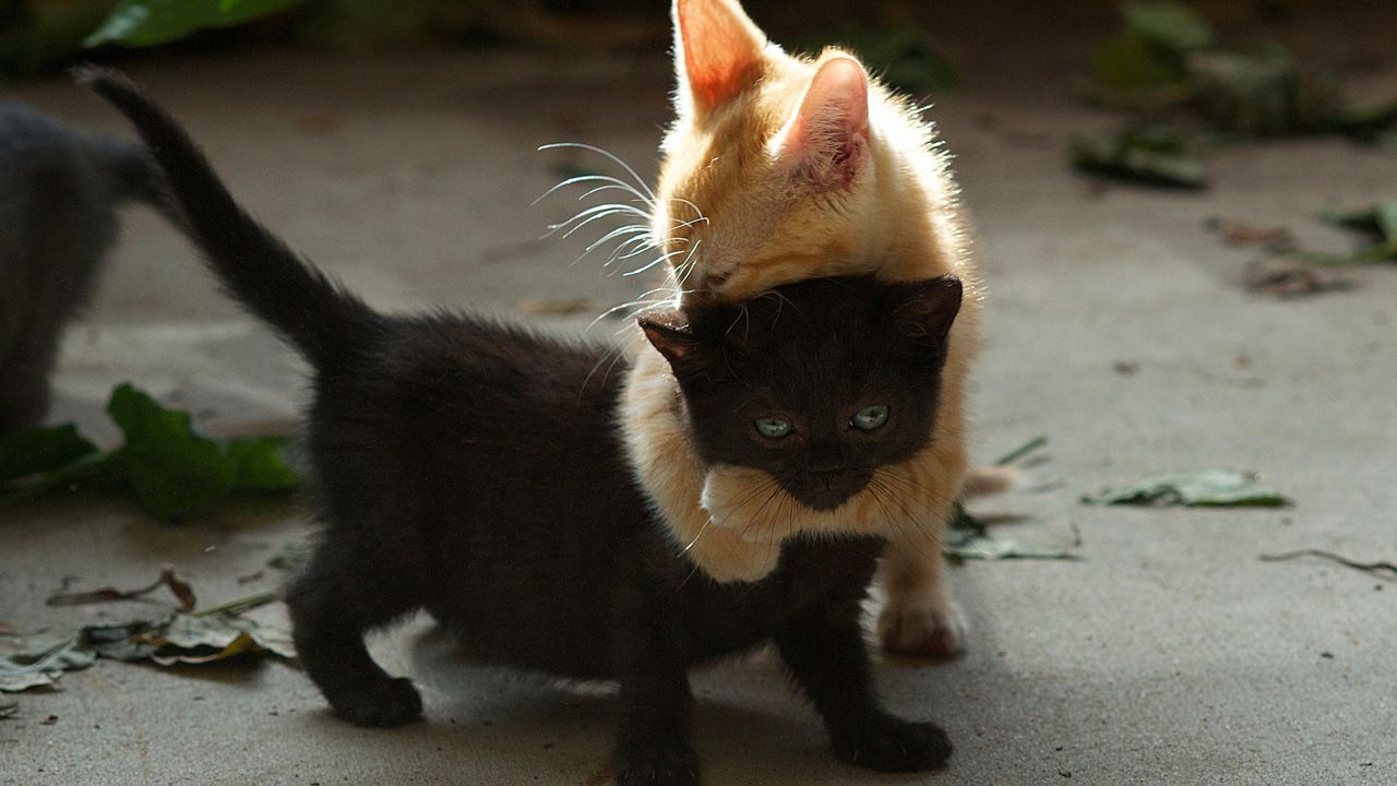 Обои котята, пара, игривые, черный, рыжий