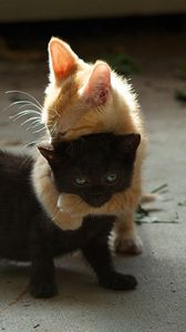 Превью обои котята, пара, игривые, черный, рыжий