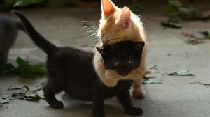Превью обои котята, пара, игривые, черный, рыжий