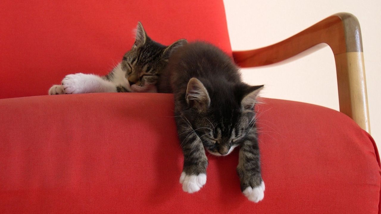 Обои котята, пара, стул, лежать