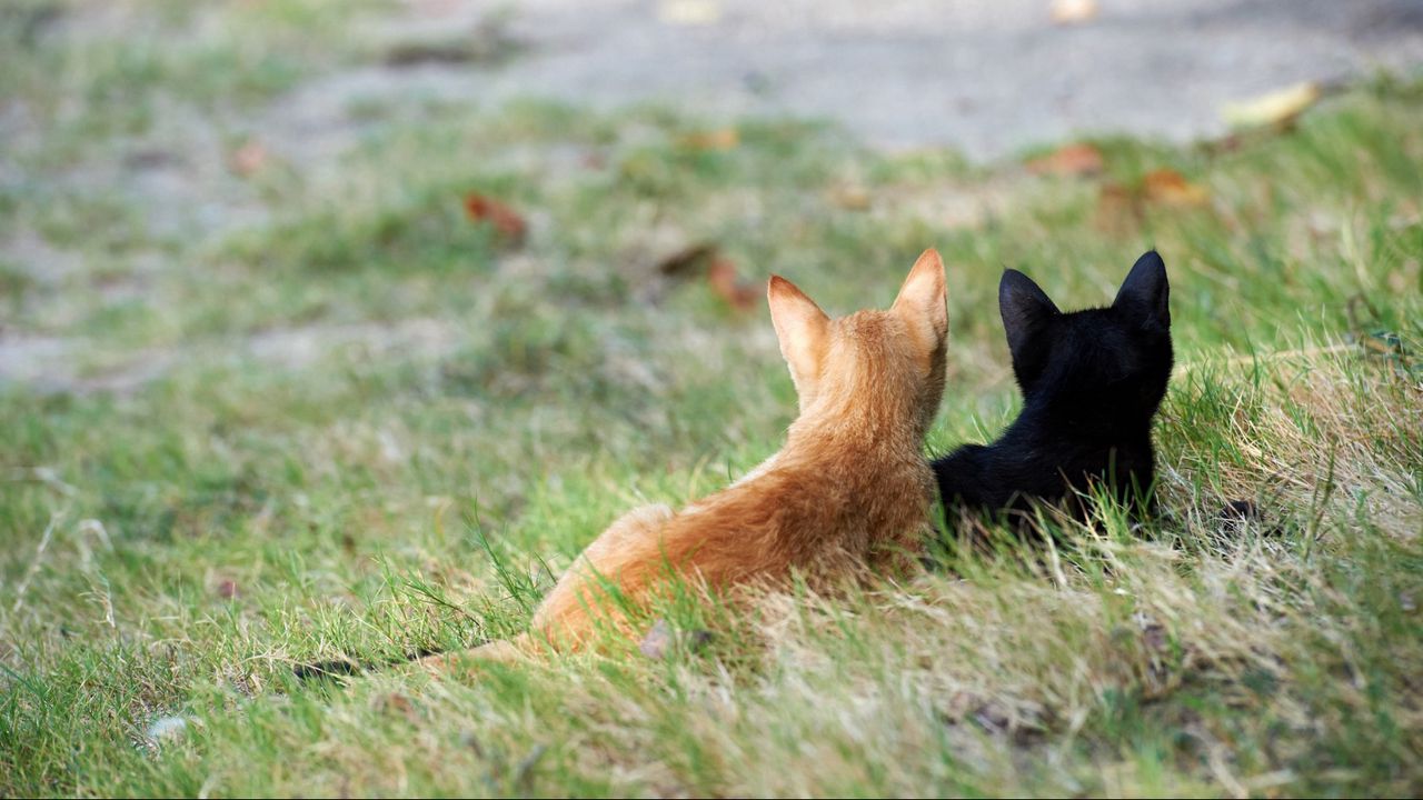 Обои котята, пара, трава, черный, рыжий