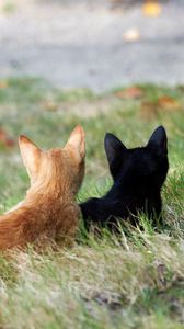 Превью обои котята, пара, трава, черный, рыжий