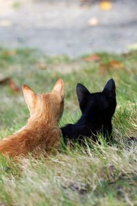 Превью обои котята, пара, трава, черный, рыжий