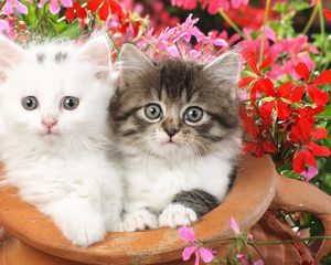 Превью обои котята, пара, цветы, пятнистые, пушистые