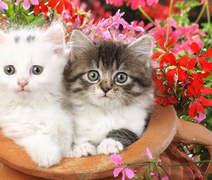 Превью обои котята, пара, цветы, пятнистые, пушистые