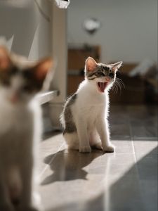 Превью обои котята, питомец, животное, высунутый язык