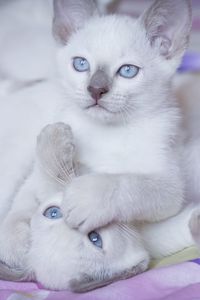 Превью обои котята, светлые, окрас, игривые
