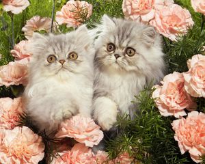 Превью обои котята, трава, цветы, пушистые
