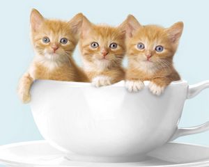 Превью обои котята, три, чашка, сидеть
