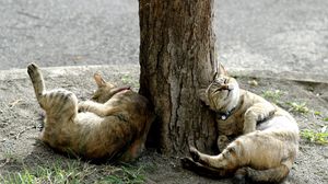Превью обои коты, дерево, лежать