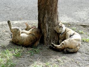 Превью обои коты, дерево, лежать