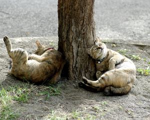 Превью обои коты, дерево, лежать