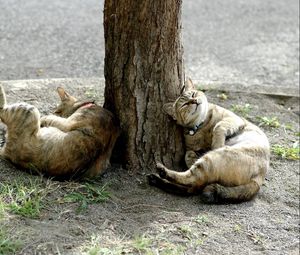 Превью обои коты, дерево, лежать