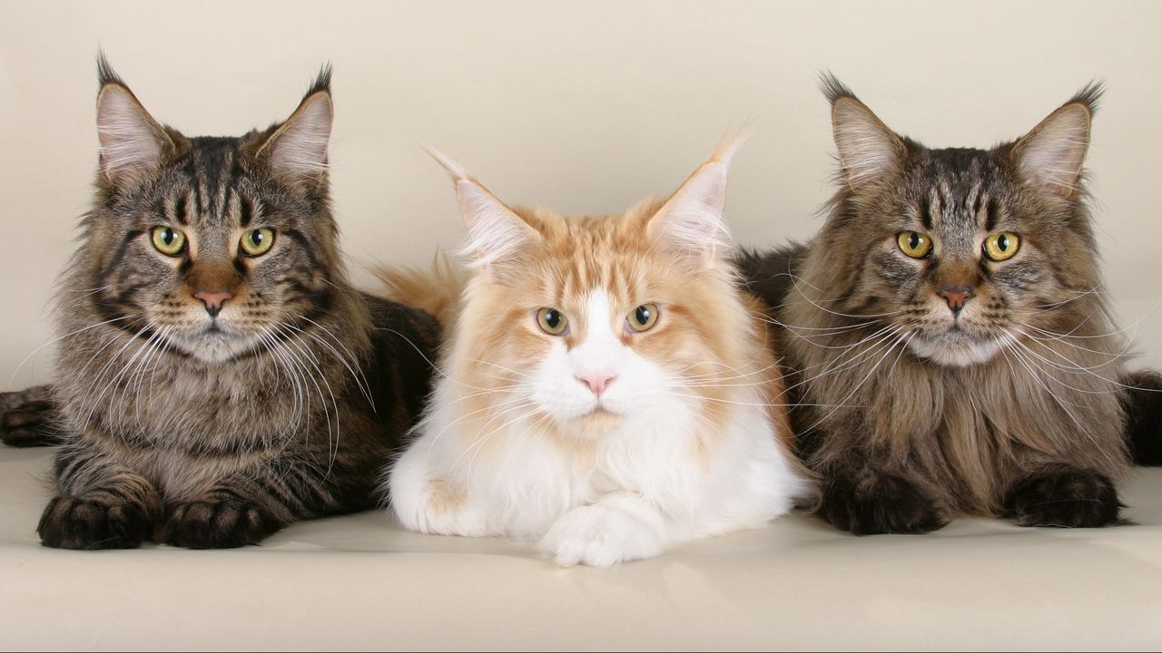 Обои коты, мейн кун, три, красивые, пушистые