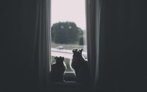 Превью обои коты, окно, животное, темный