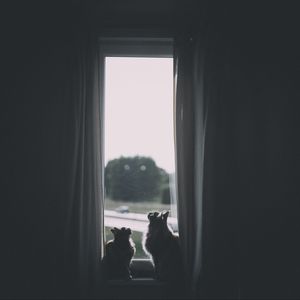 Превью обои коты, окно, животное, темный