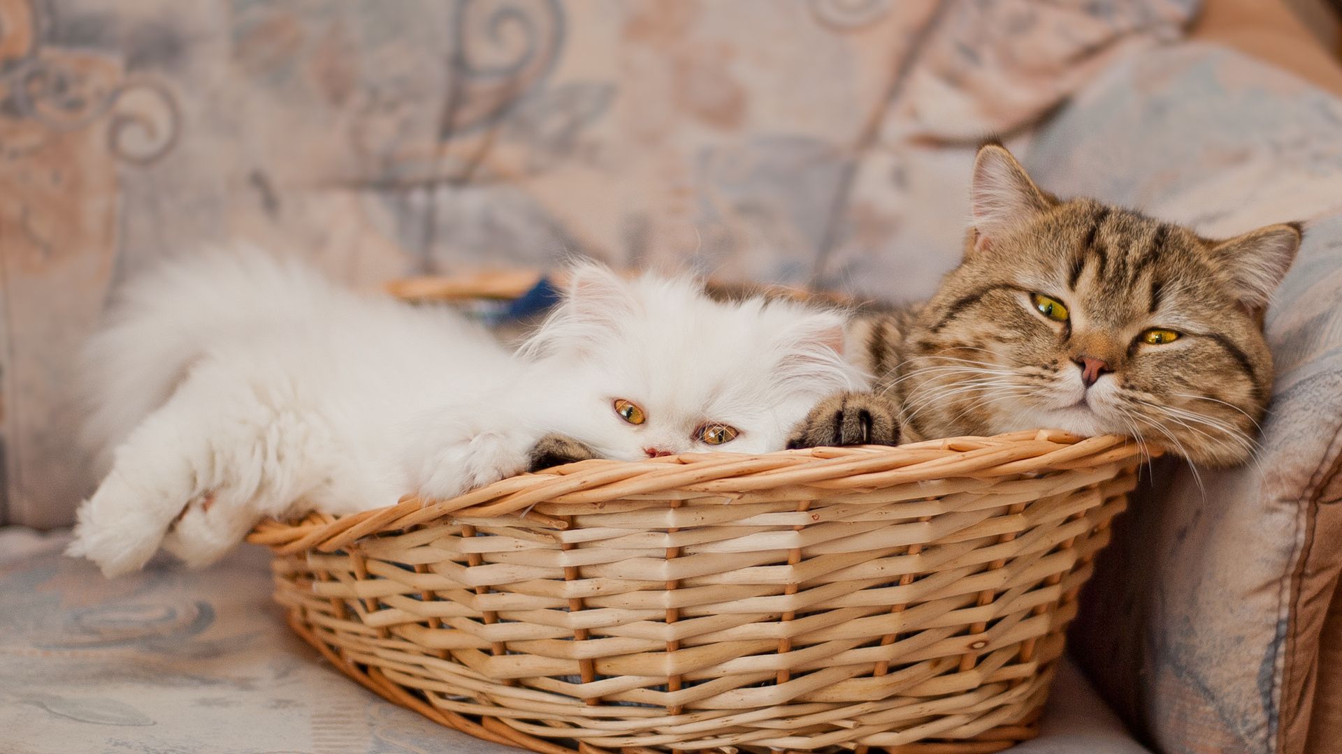 Кот в лукошке
