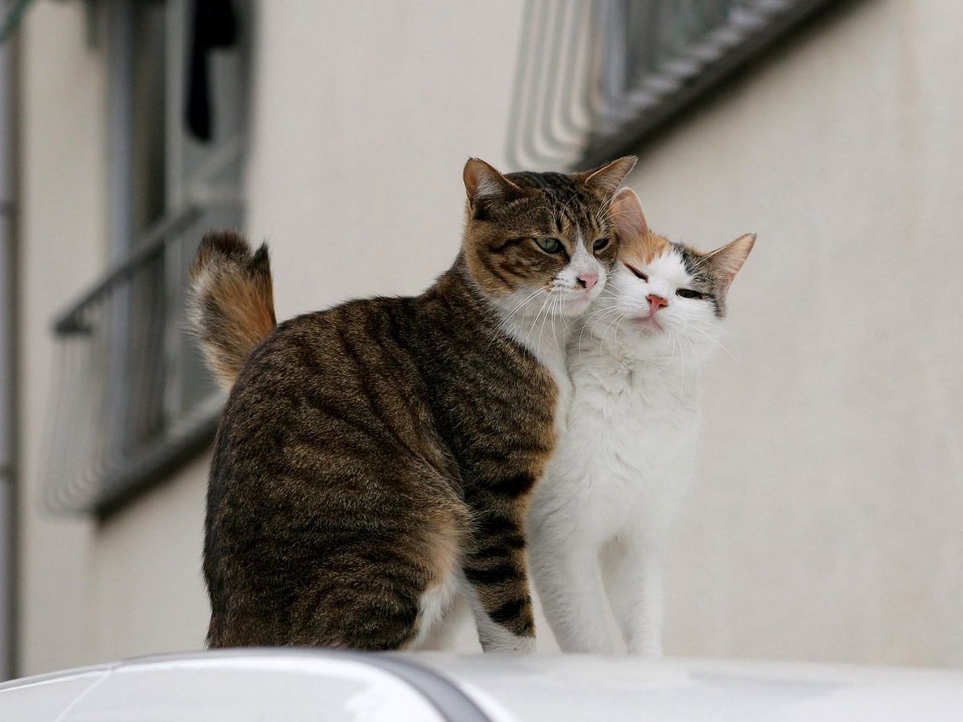 Влюбленные коты