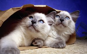 Превью обои коты, пара, пакет, бумага