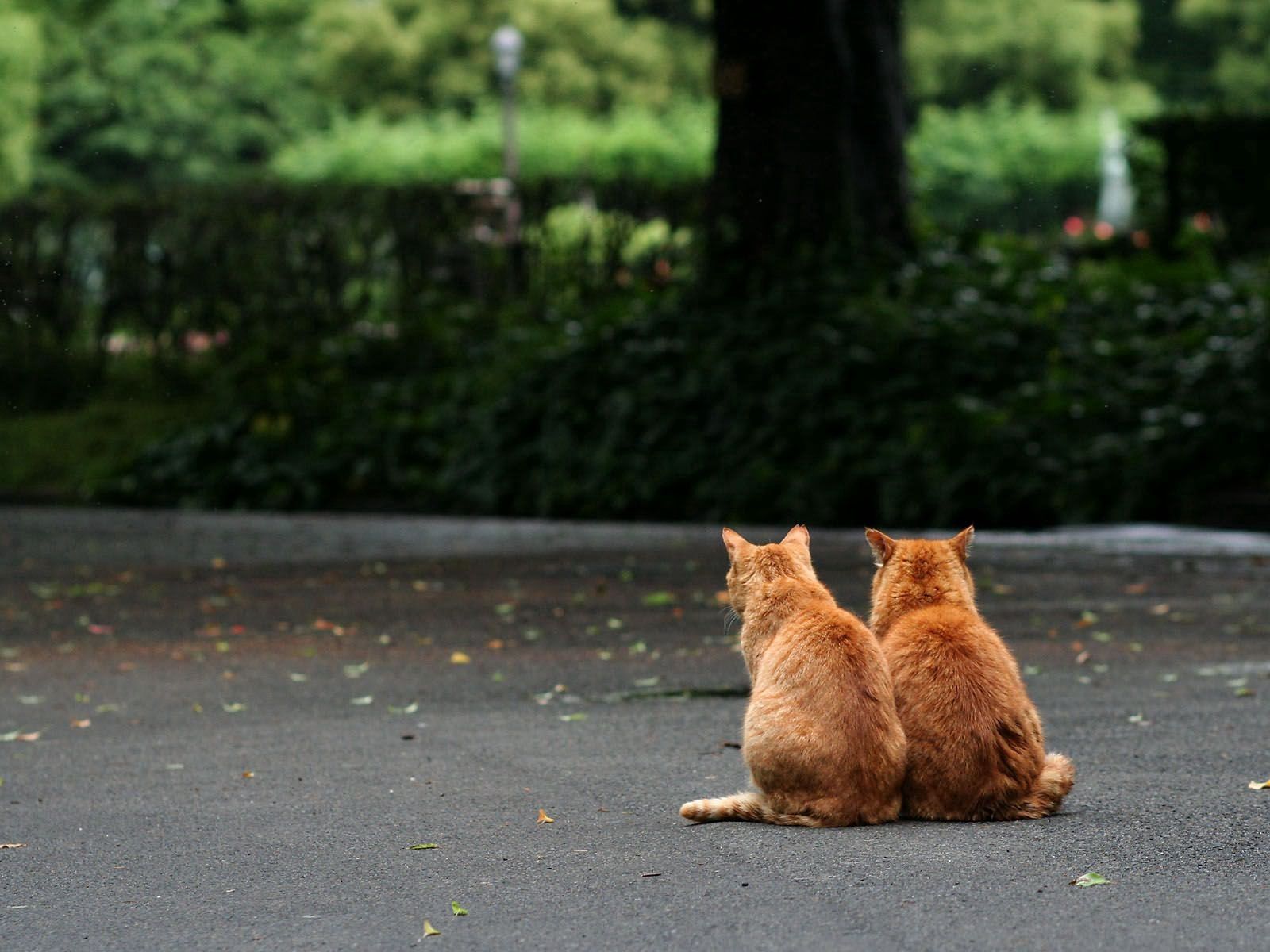Кот сидит спиной