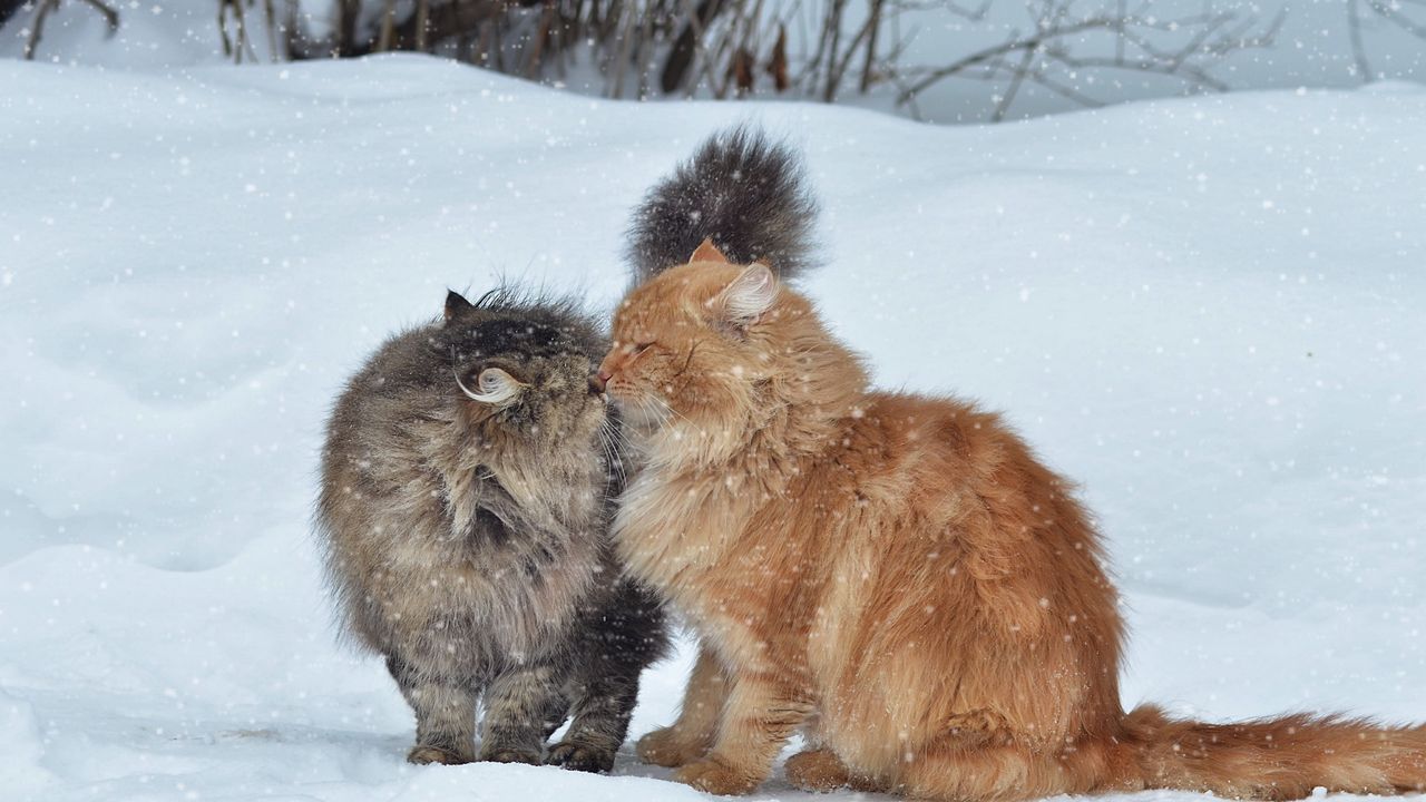 Обои коты, пара, снег, зима, поцелуй