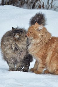 Превью обои коты, пара, снег, зима, поцелуй