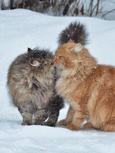 Превью обои коты, пара, снег, зима, поцелуй