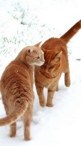 Превью обои коты, пара, снег, следы