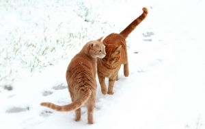 Превью обои коты, пара, снег, следы
