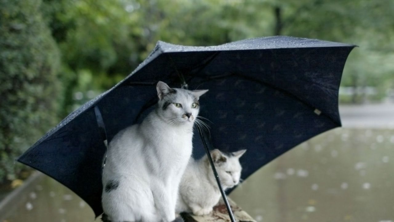 Обои коты, пара, зонт, пятнистые