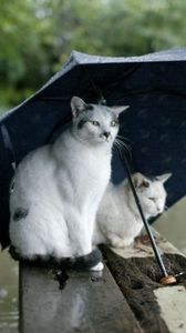 Превью обои коты, пара, зонт, пятнистые