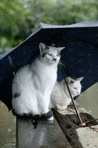 Превью обои коты, пара, зонт, пятнистые