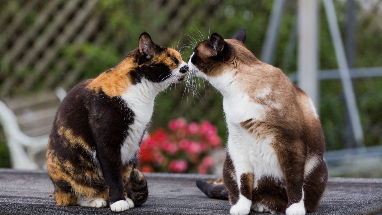 Обои коты, поцелуй, нежность