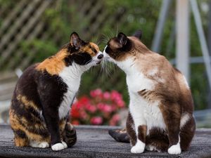 Превью обои коты, поцелуй, нежность