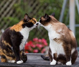 Превью обои коты, поцелуй, нежность