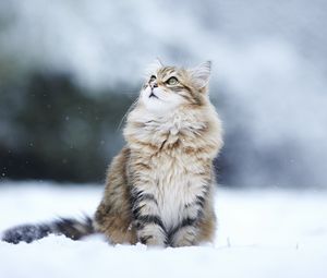 Превью обои коты, пушистый, снег, размытость