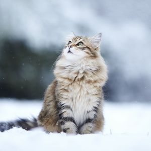 Превью обои коты, пушистый, снег, размытость