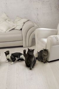 Превью обои коты, три, мебель, диван, кресло, стул, комната, интерьер