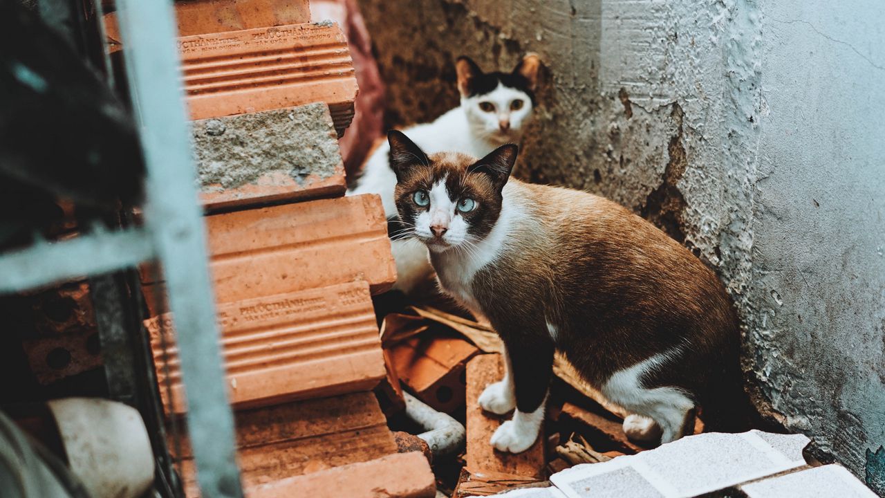 Обои коты, уличный, развалины