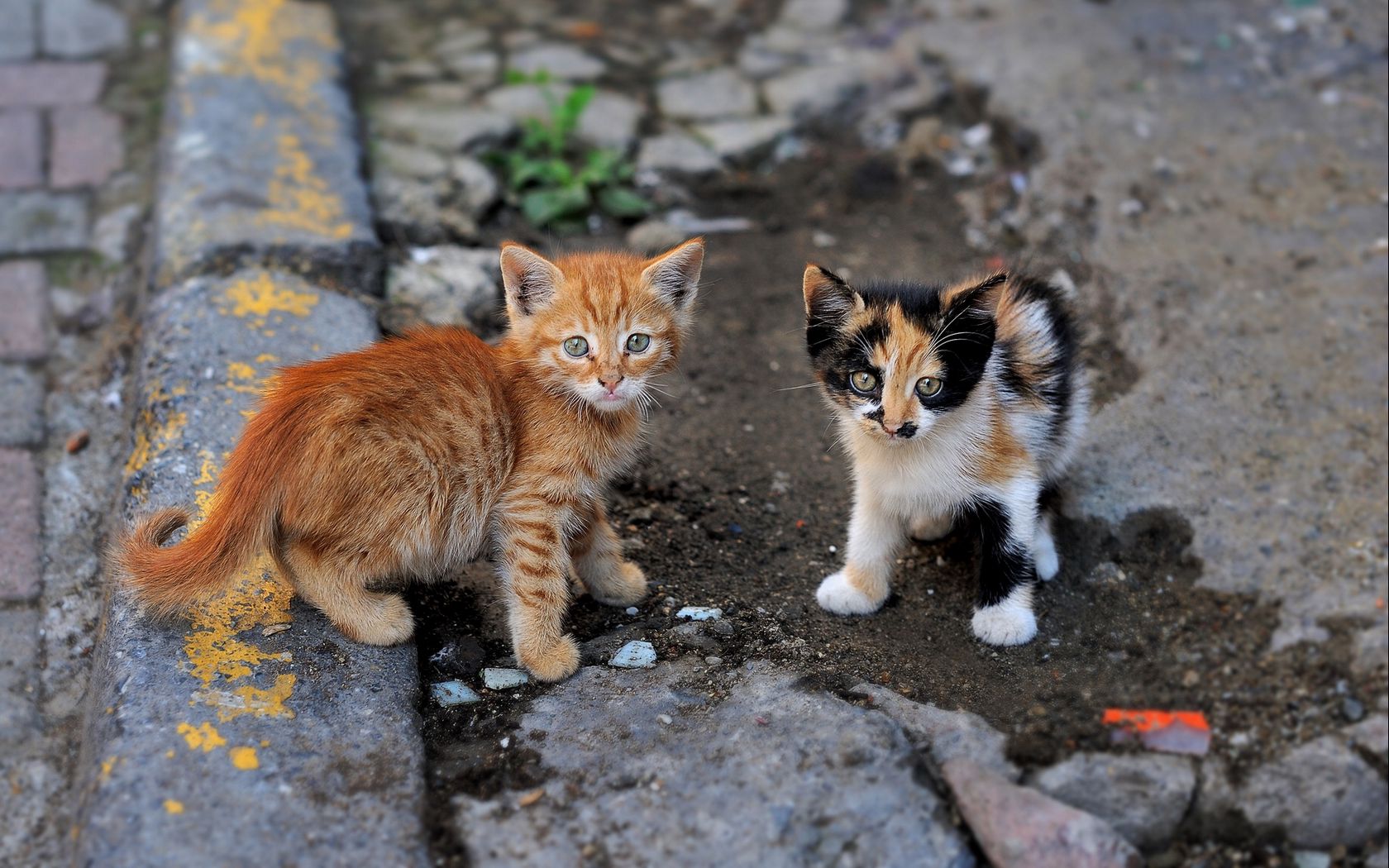 Уличные котята