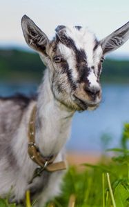 Превью обои коза, животное, милое, взгляд, трава
