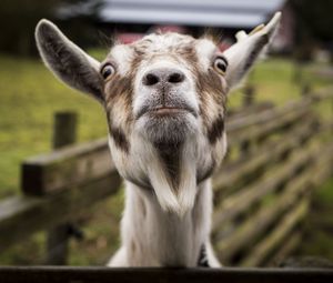 Превью обои козел, морда, прикольный